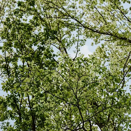 Zbun - Kuca Na Avali Ripanj