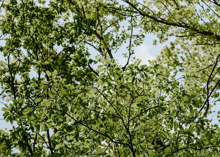 Zbun - Kuca Na Avali Ripanj